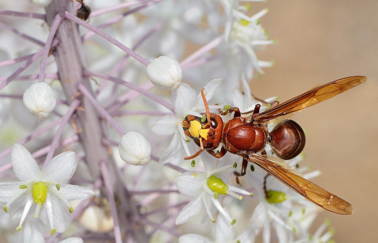 species