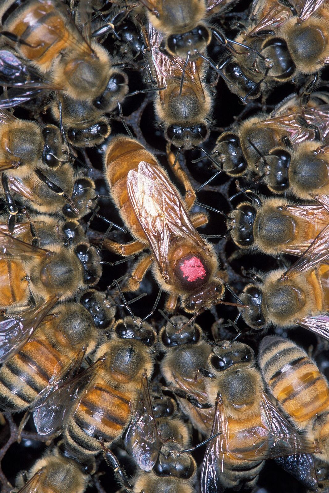 species