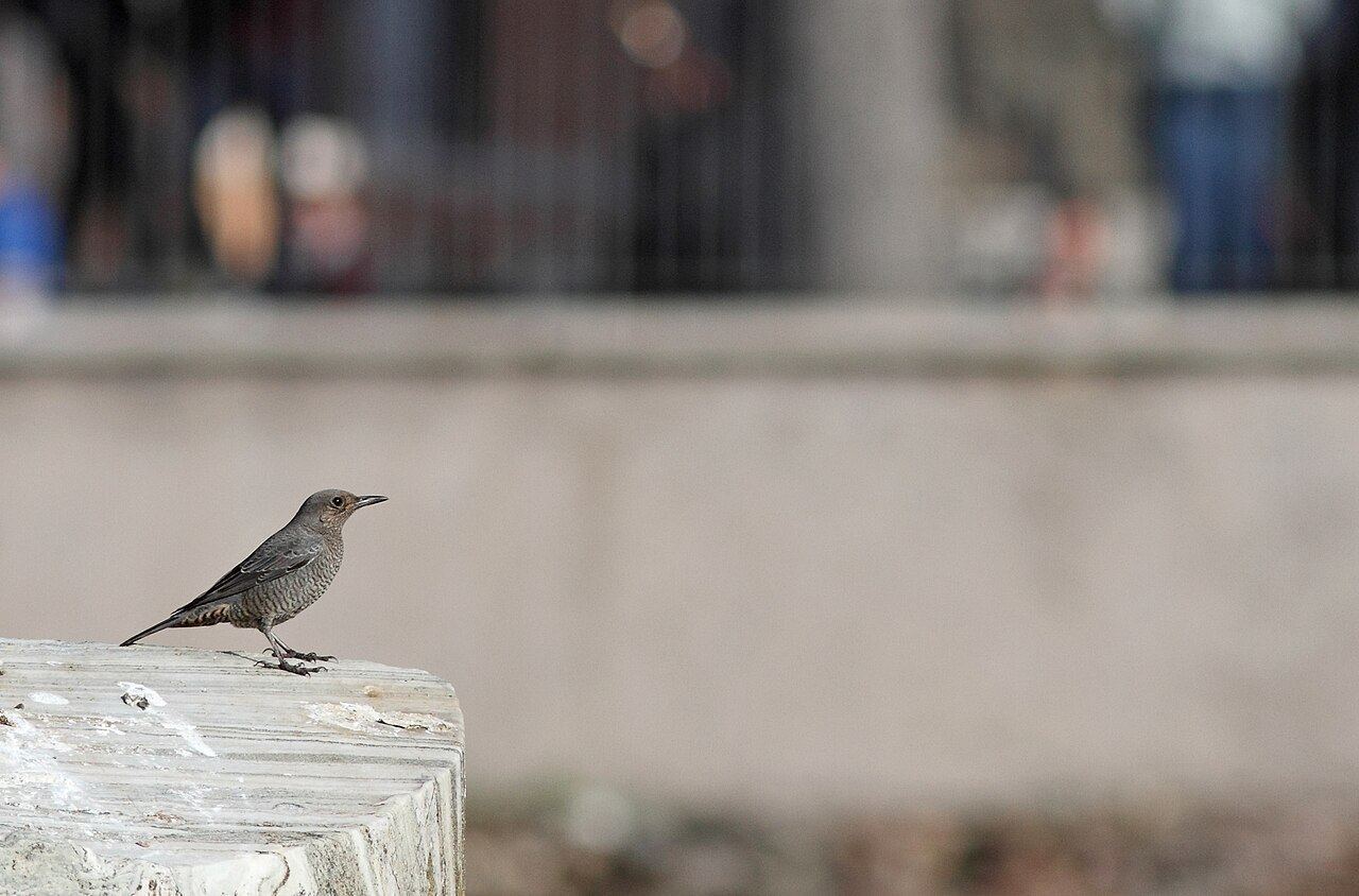 species