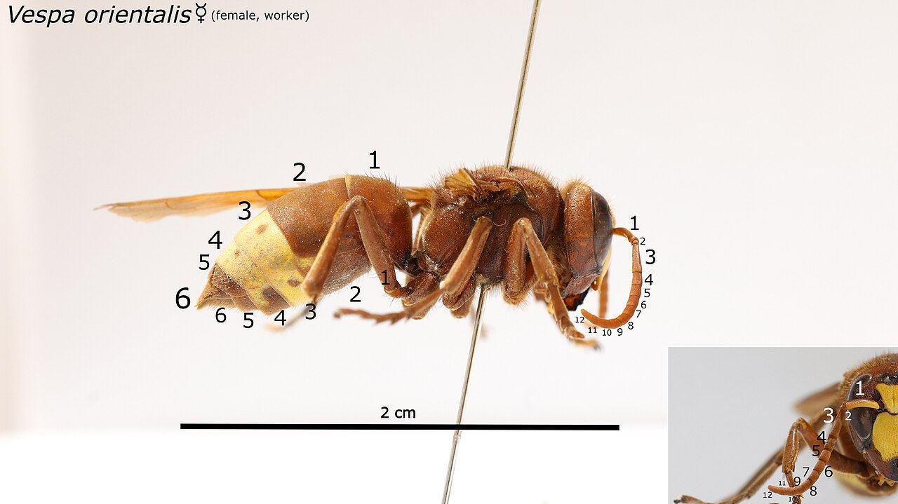 species