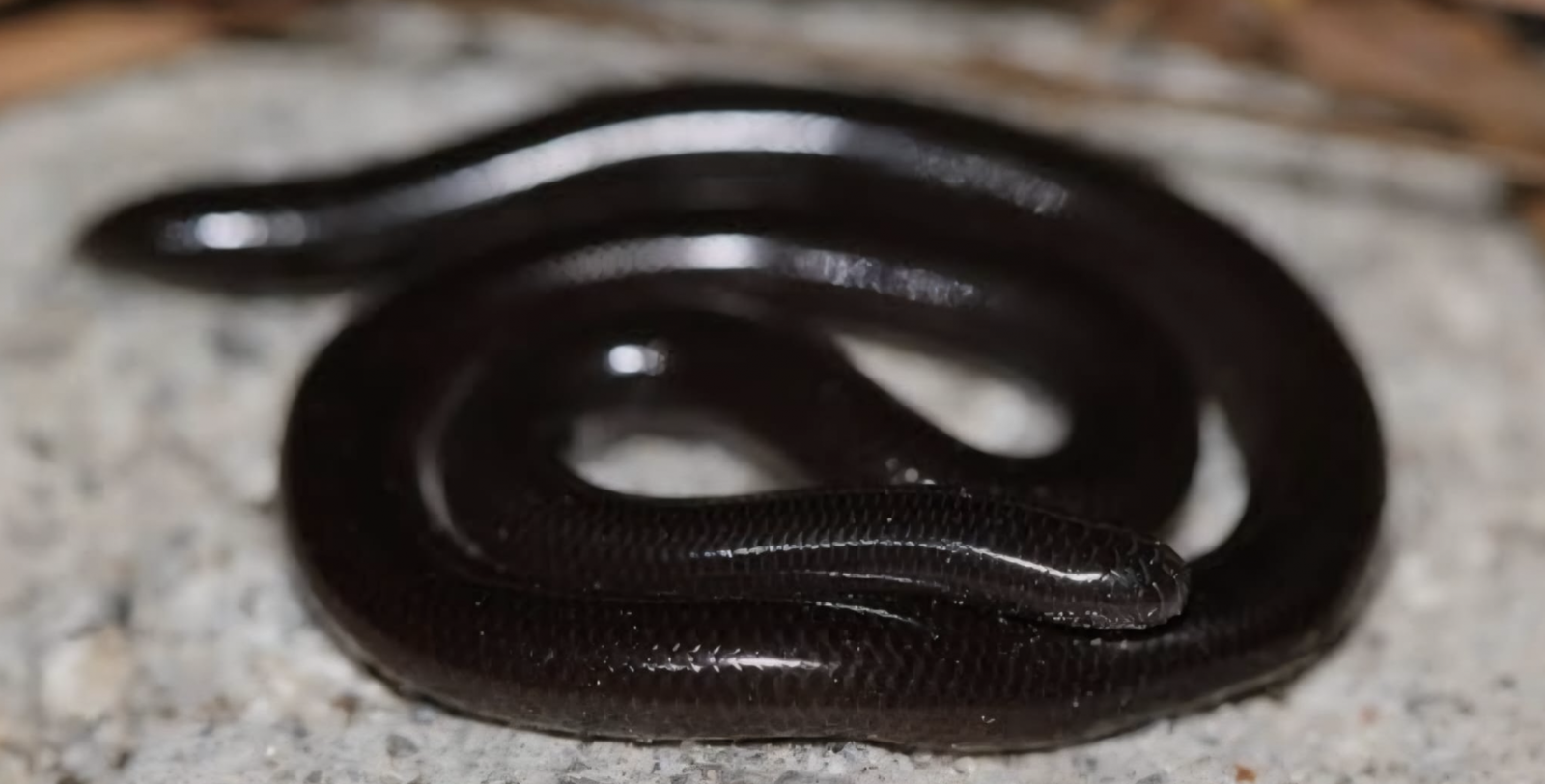 species