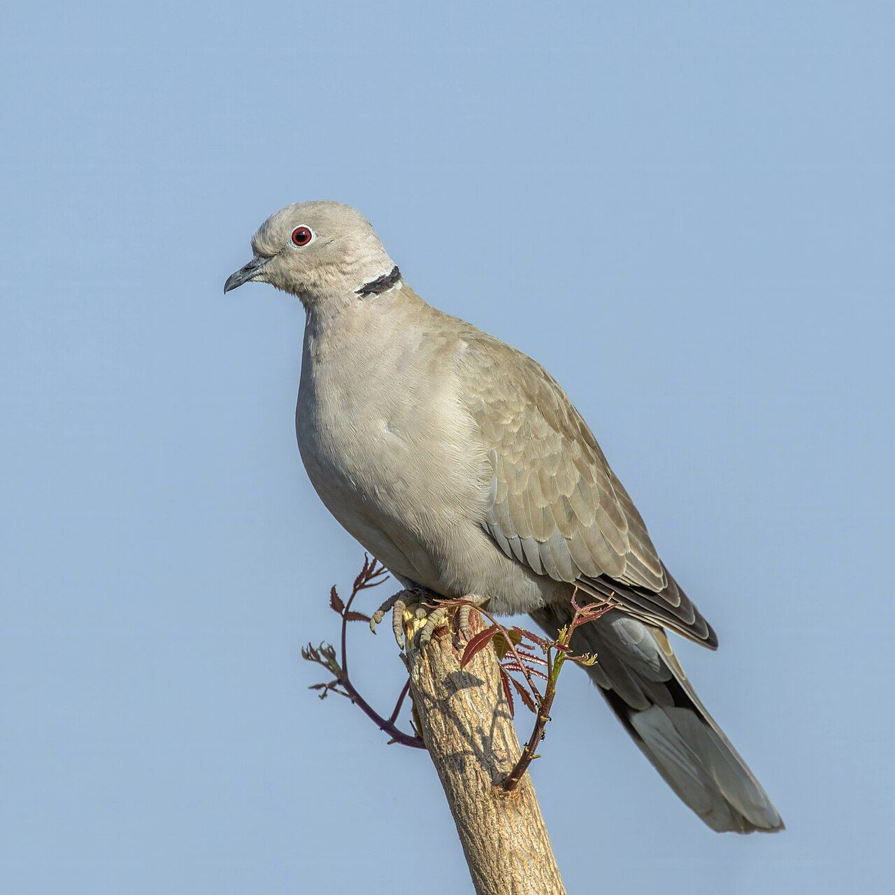 species