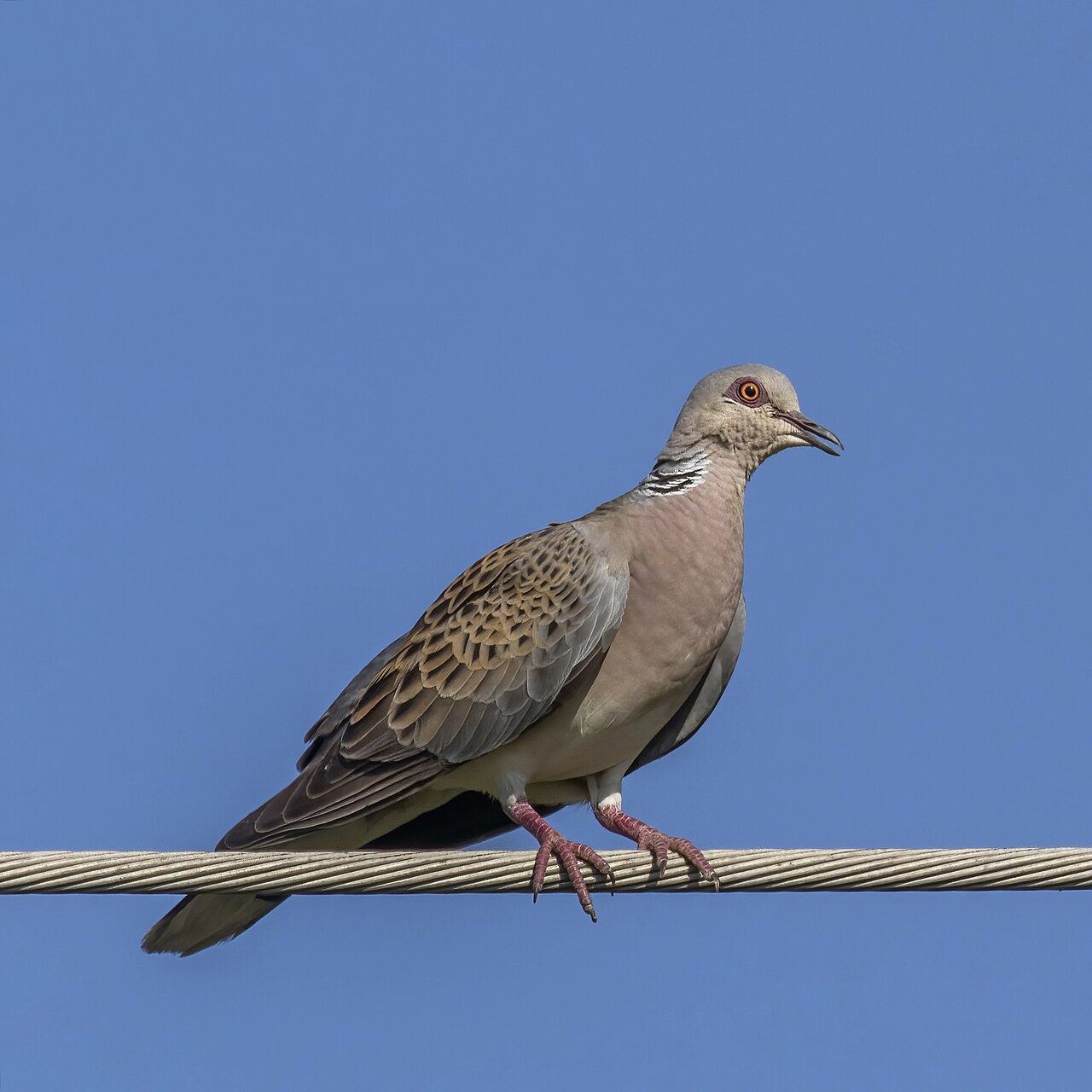 species