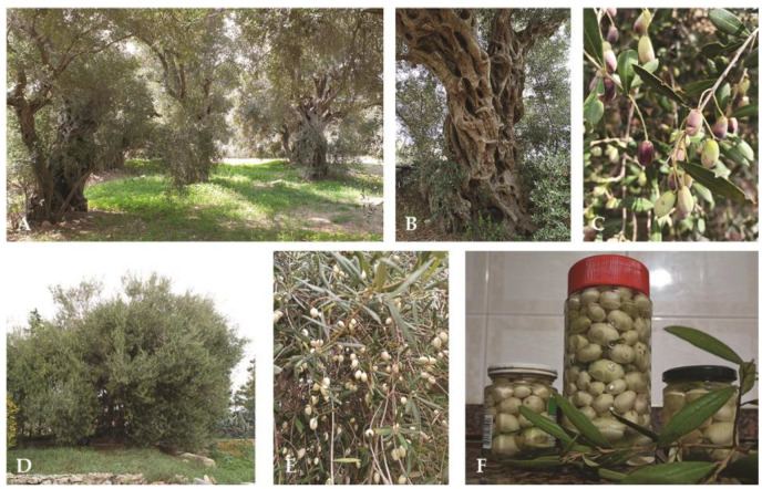 Ancient Bidni olive trees, white Bajda olives on the branch, and jars of home-brined white olives