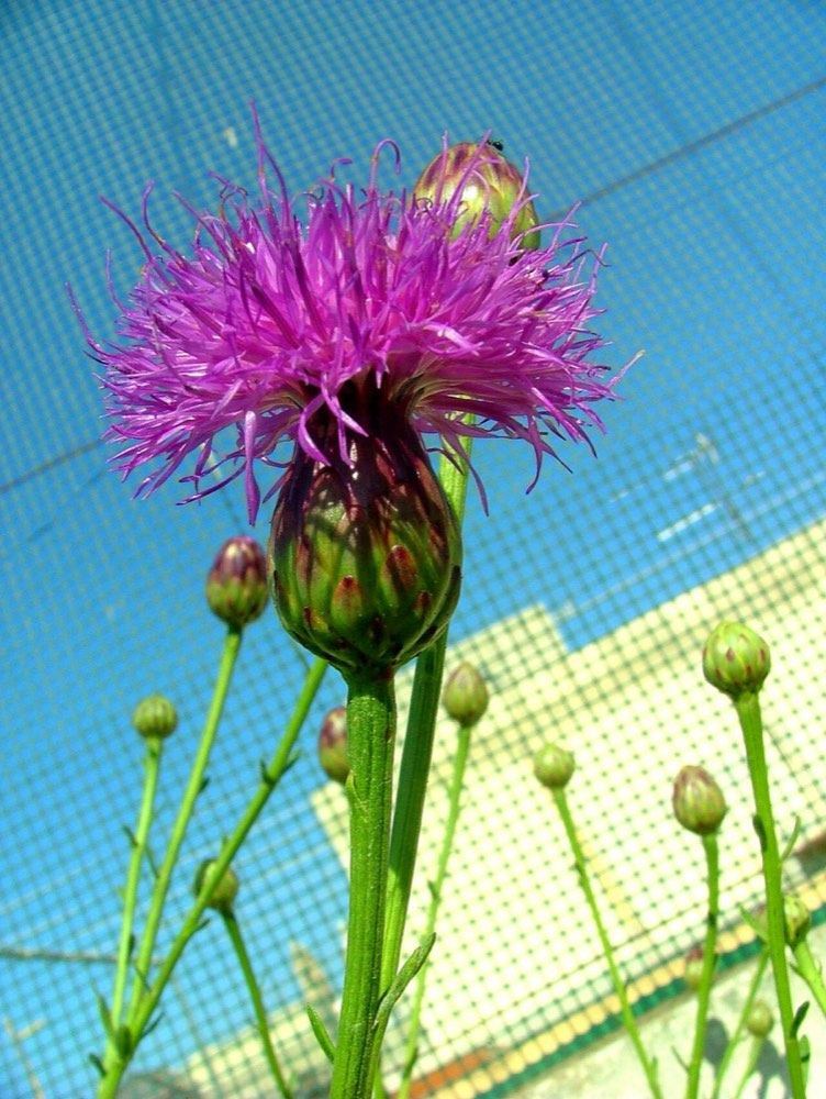 species