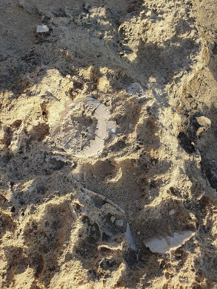 Fossil sand dollars in the rock at Dwejra