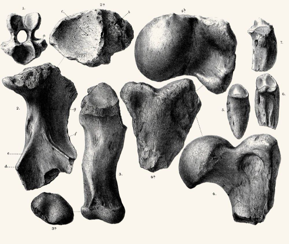 Bones of giant land tortoises from Maltese caves