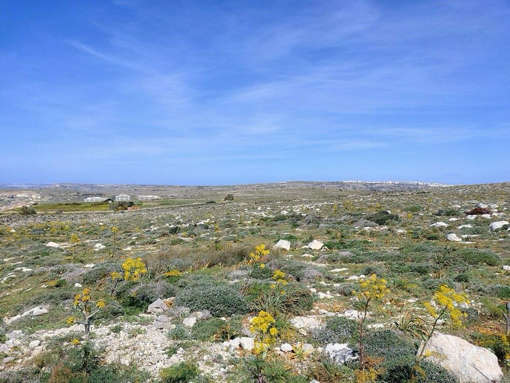 Garigue in bloom