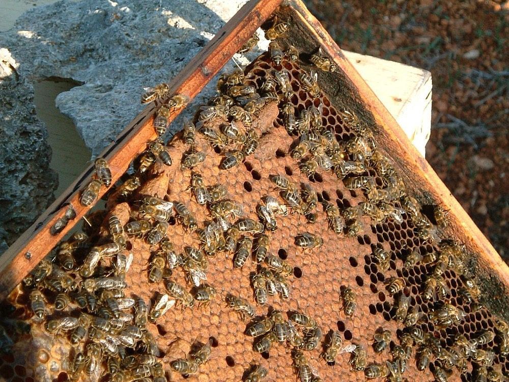 Honey bees on a comb frame beside a limestone wall