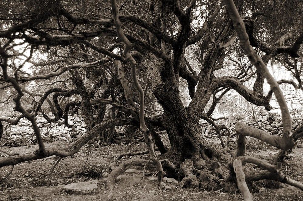 Ancient olive trees on Comino