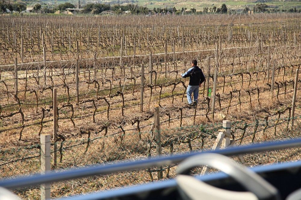 Rows of vines in a Maltese vineyard at Ta’ Qali