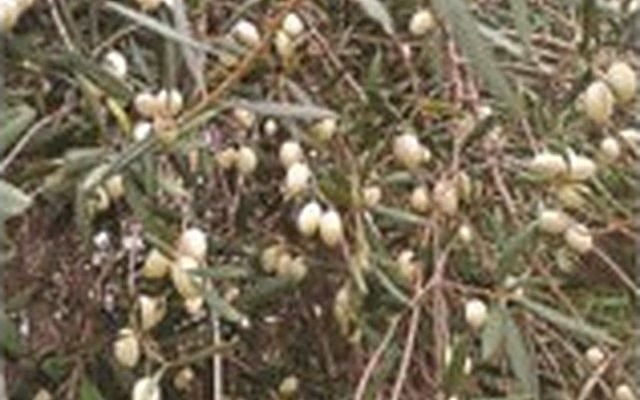 Bajda