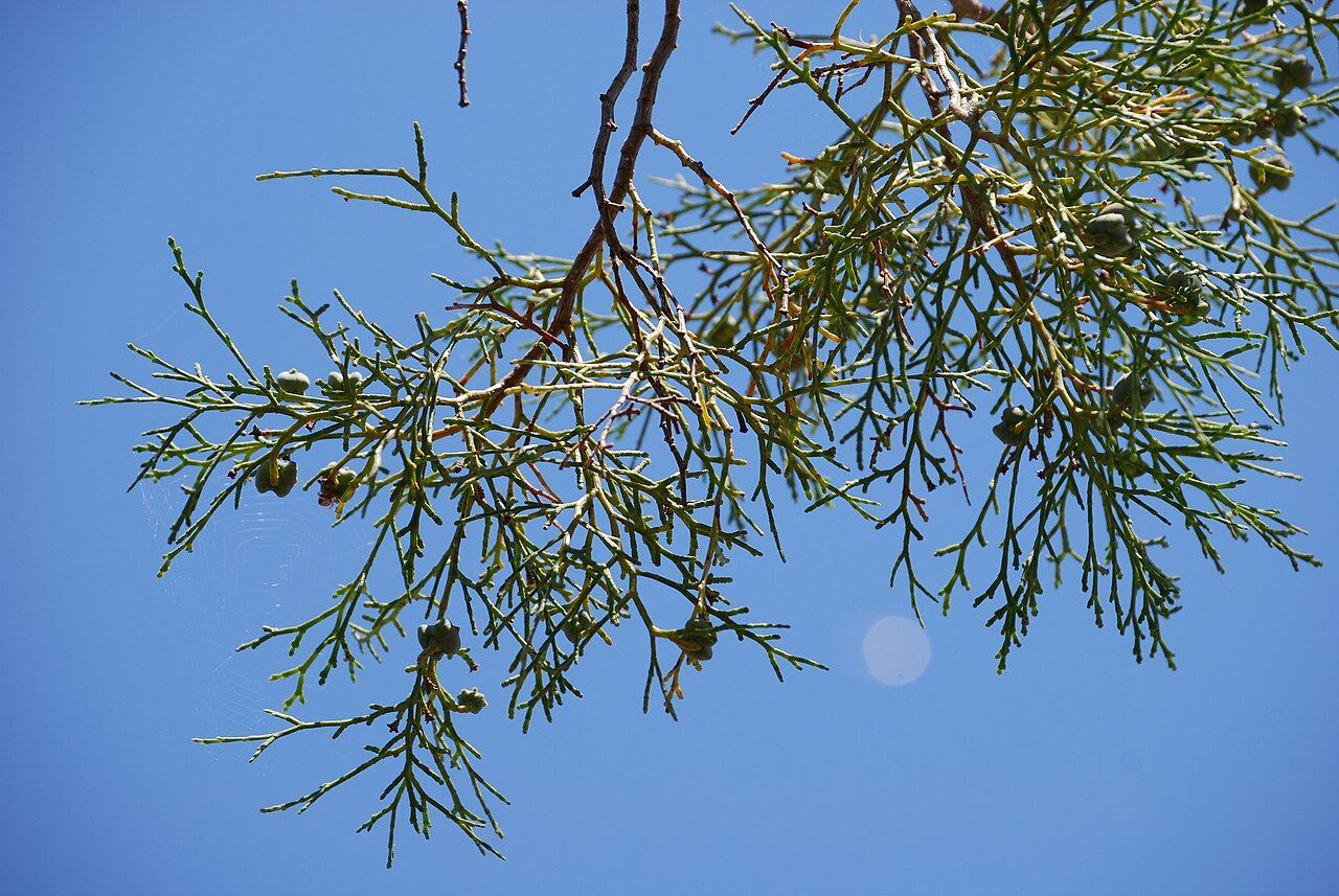 Is-Siġra tal-Għargħar