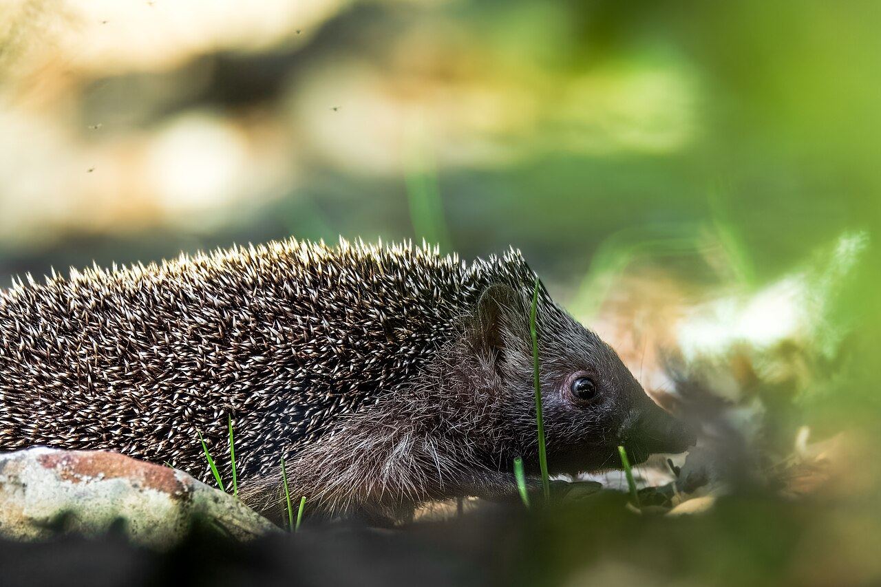 North African Hedgehog