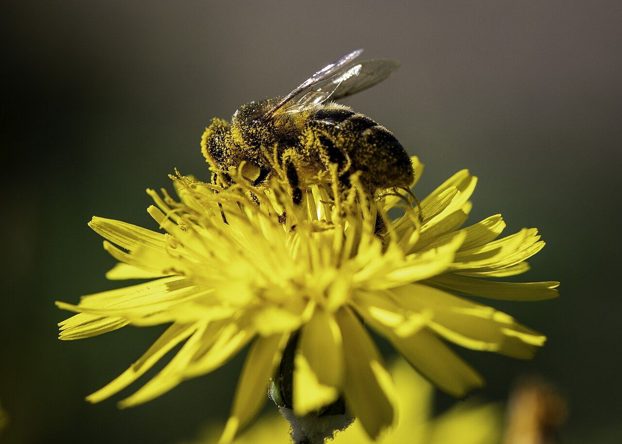 species