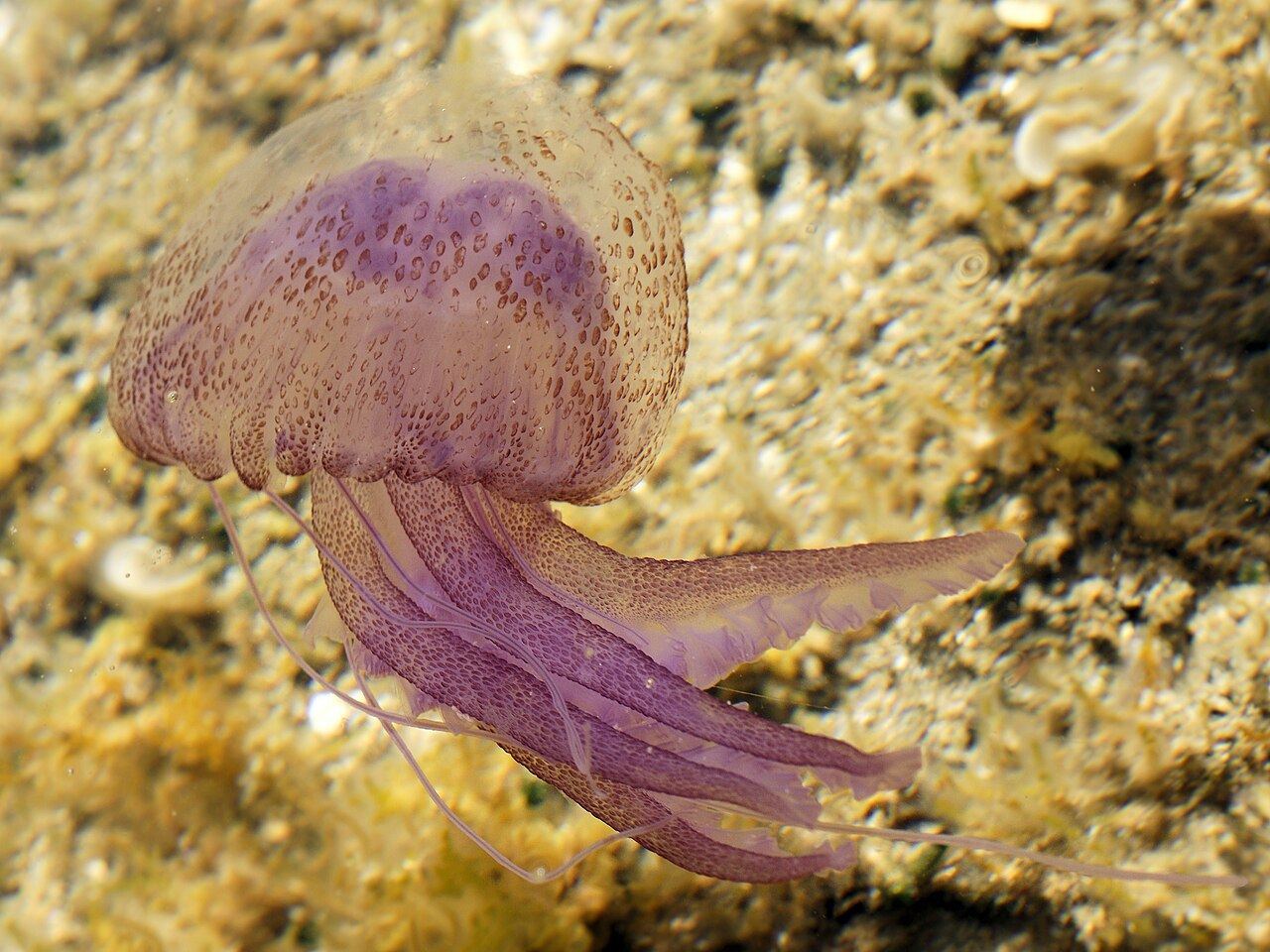 Mauve Stinger