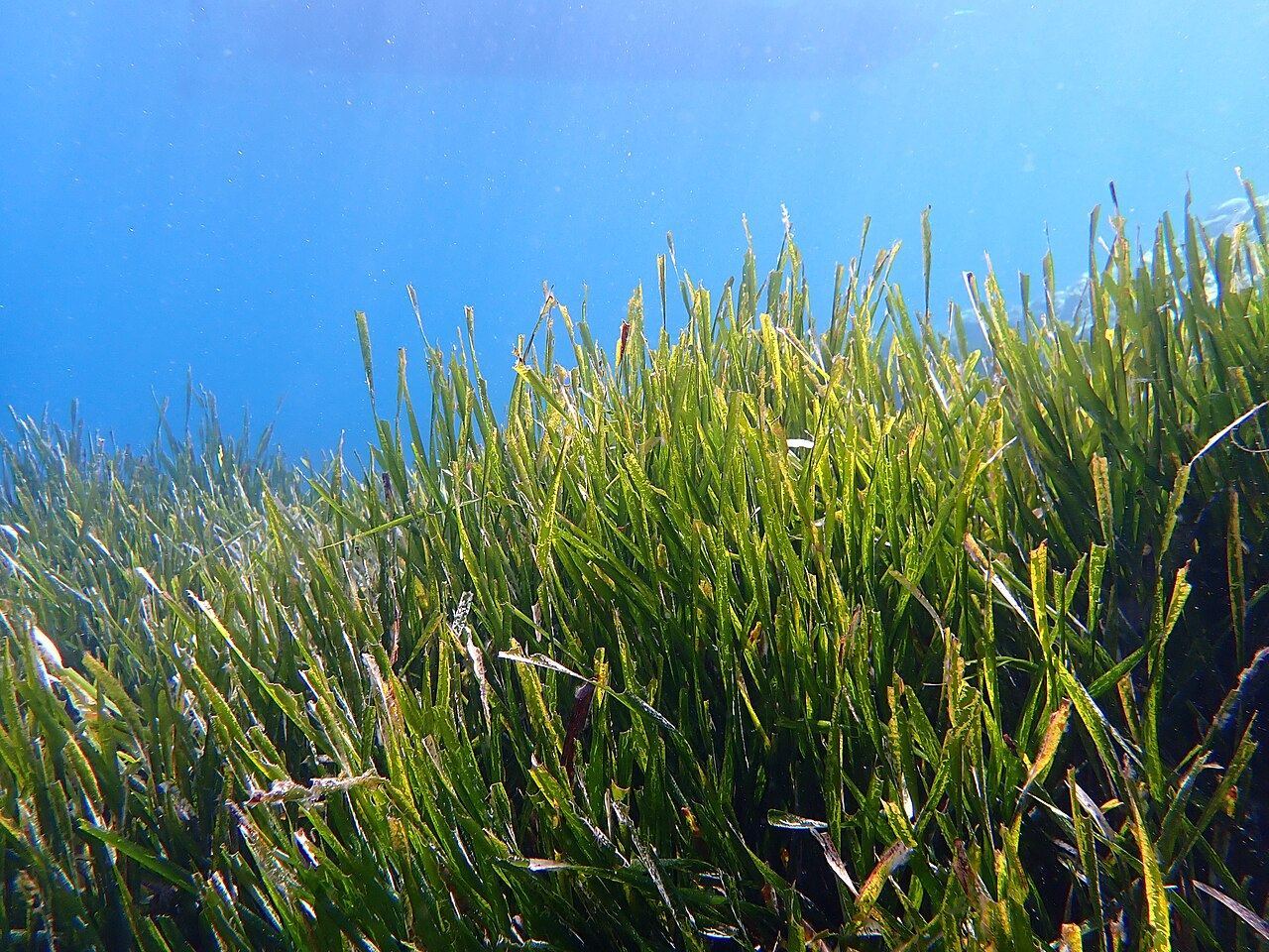 Neptune Grass