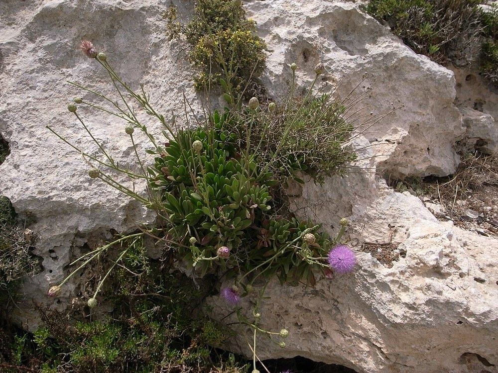 Il-Widnet il-Baħar