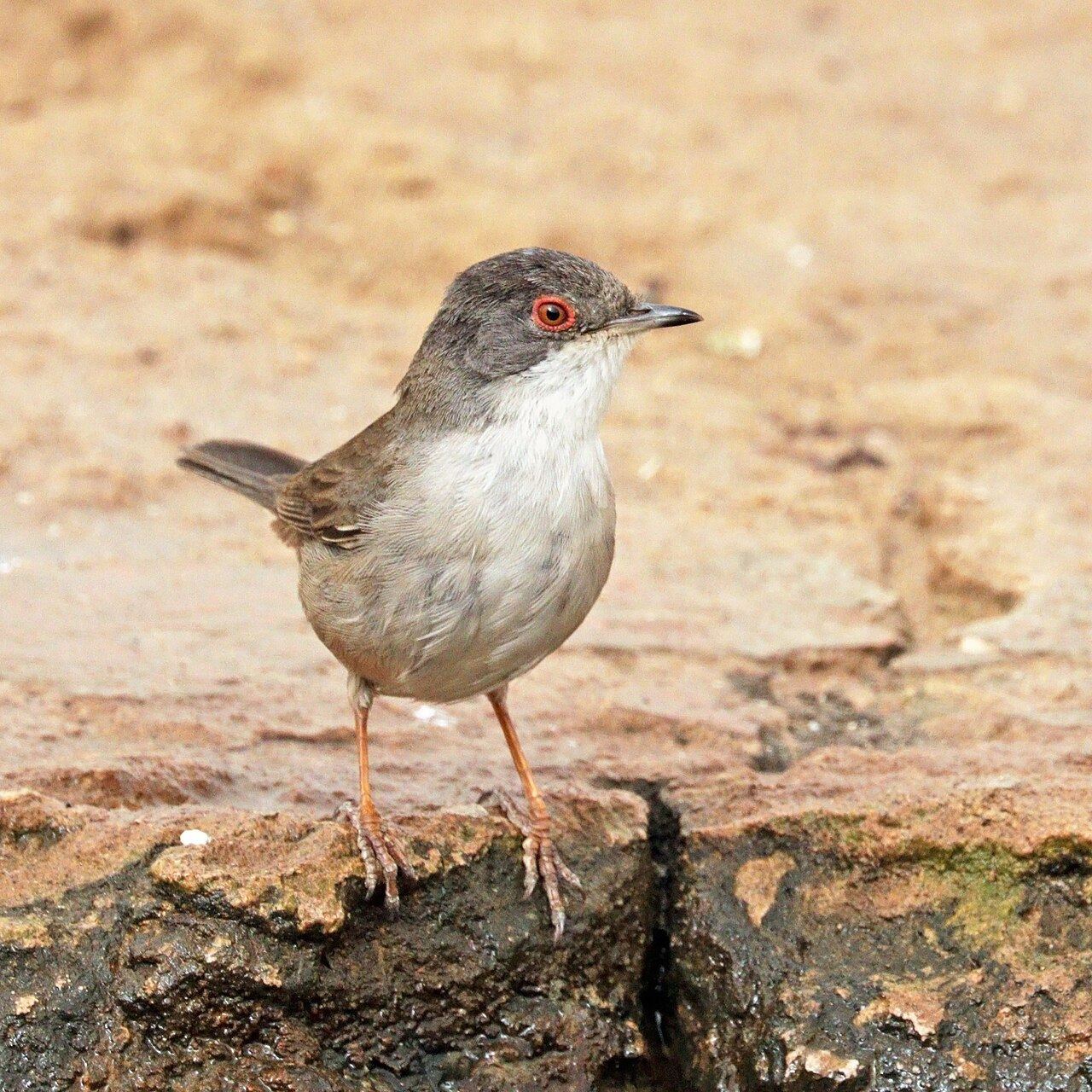 Sardinian Warbler