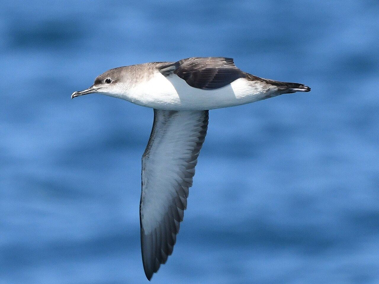 Yelkouan Shearwater